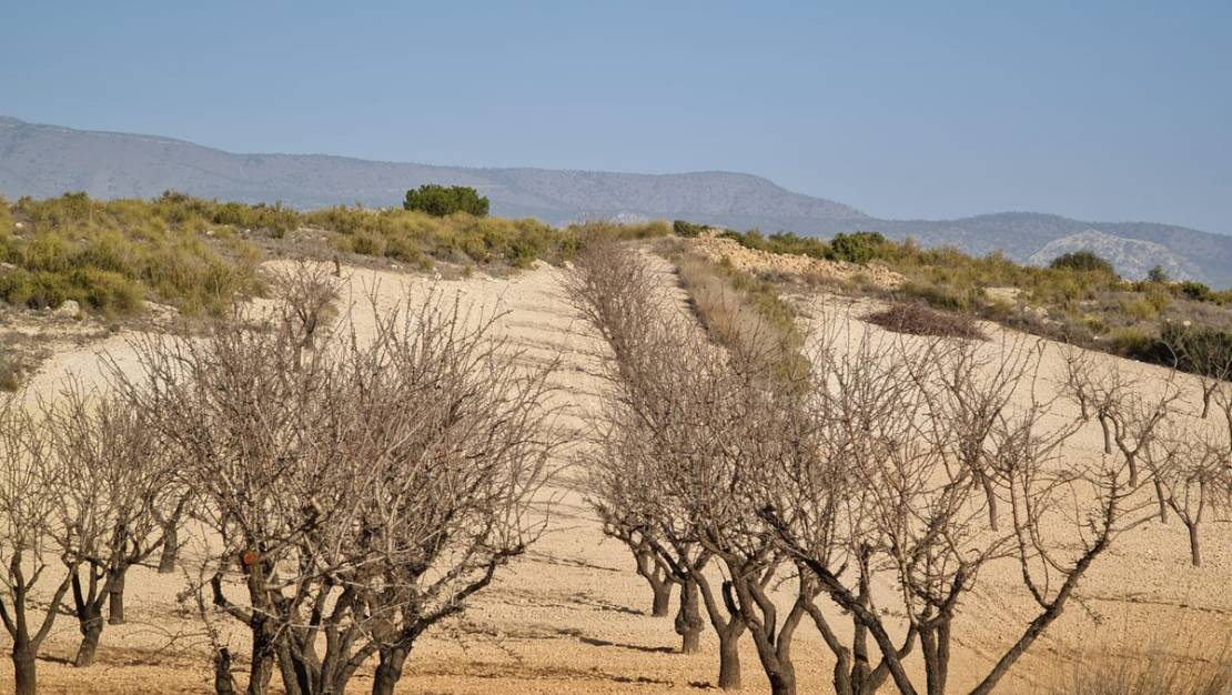 Venta - Land - Jumilla - Jumilla Centro