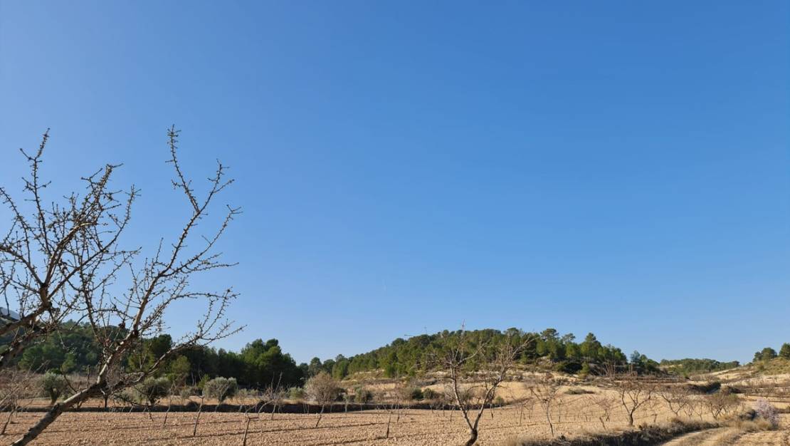 Venta - Land - Jumilla - Jumilla Centro