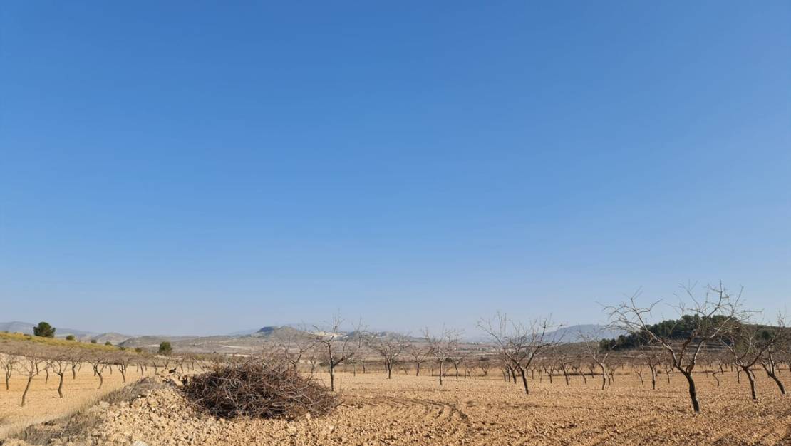 Venta - Land - Jumilla - Jumilla Centro