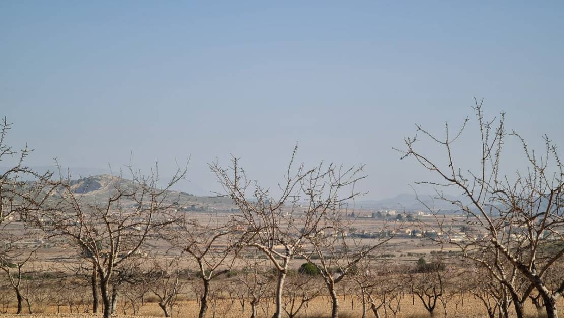 Venta - Land - Jumilla - Jumilla Centro