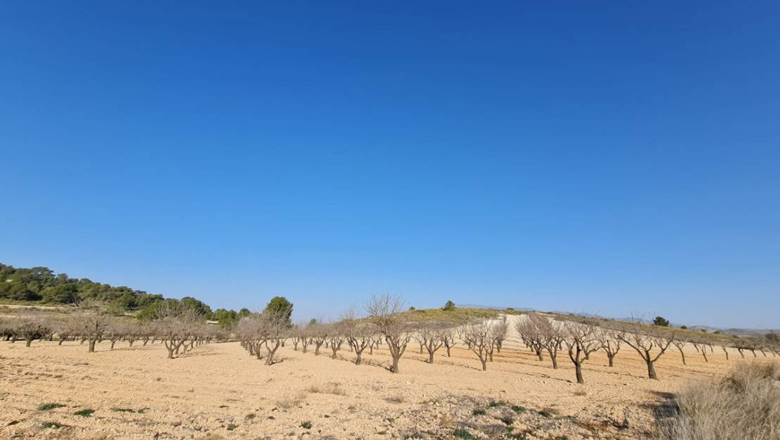 Venta - Land - Jumilla - Jumilla Centro