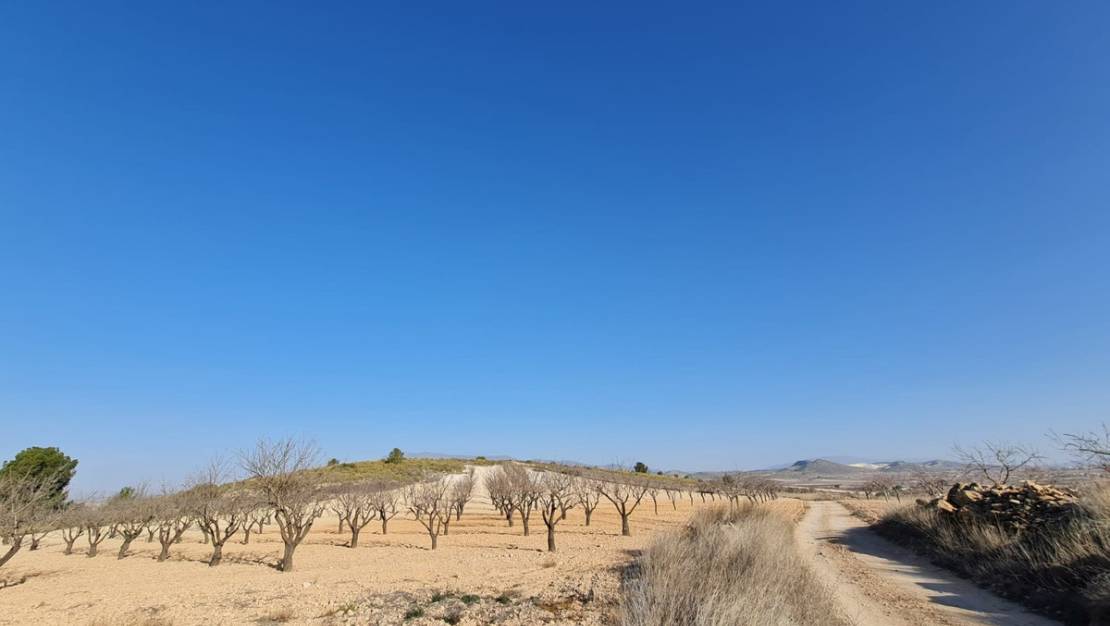 Venta - Land - Jumilla - Jumilla Centro