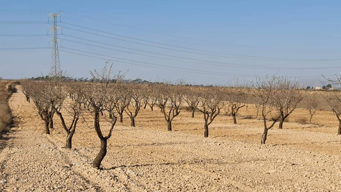 Venta - Land - Jumilla - Jumilla Centro