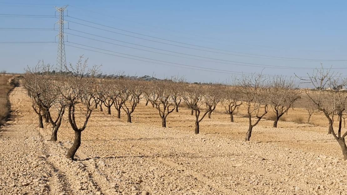 Venta - Land - Jumilla - Jumilla Centro