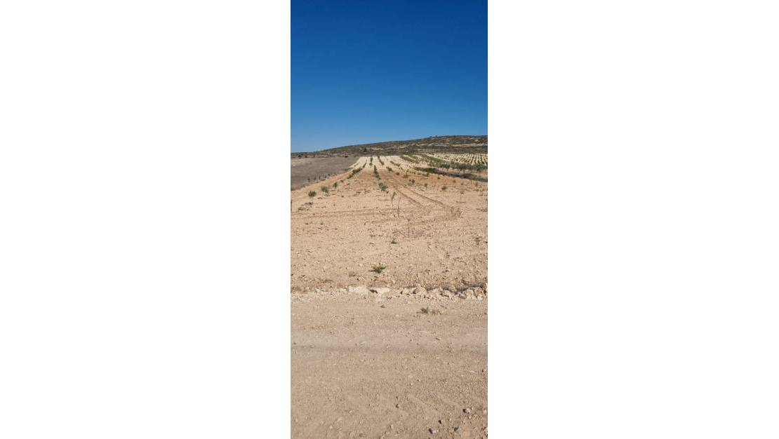 Venta - Land - Jumilla - Jumilla Centro