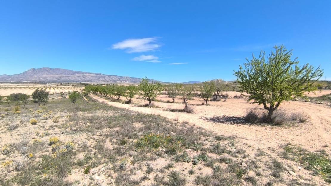 Venta - Land - Jumilla - Jumilla Centro