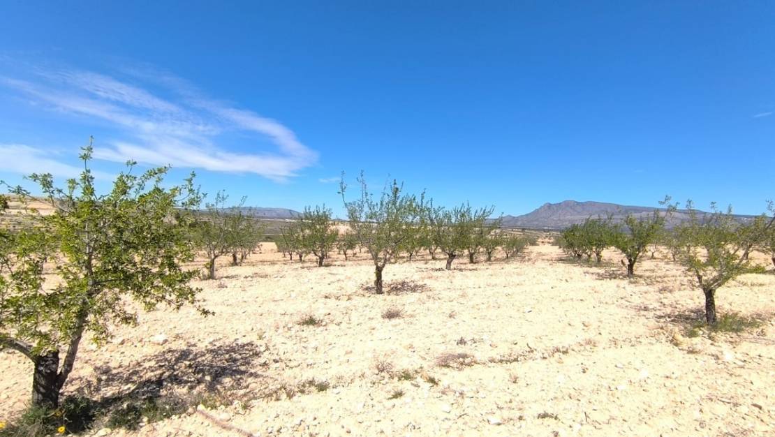 Venta - Land - Jumilla - Jumilla Centro
