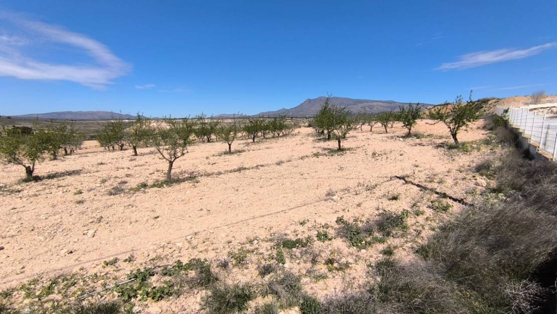 Venta - Land - Jumilla - Jumilla Centro