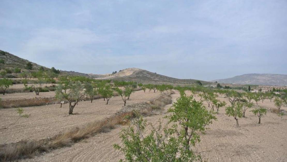 Venta - Land - Jumilla - Jumilla Centro