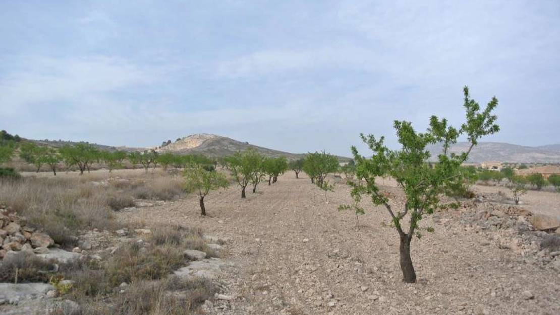 Venta - Land - Jumilla - Jumilla Centro