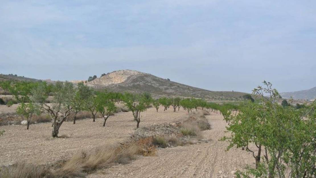 Venta - Land - Jumilla - Jumilla Centro
