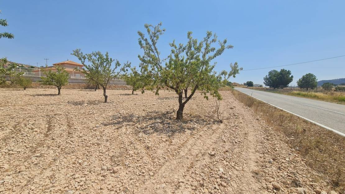 Venta - Land - Jumilla - Jumilla Centro