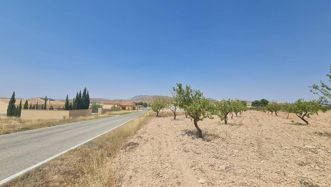 Venta - Land - Jumilla - Jumilla Centro