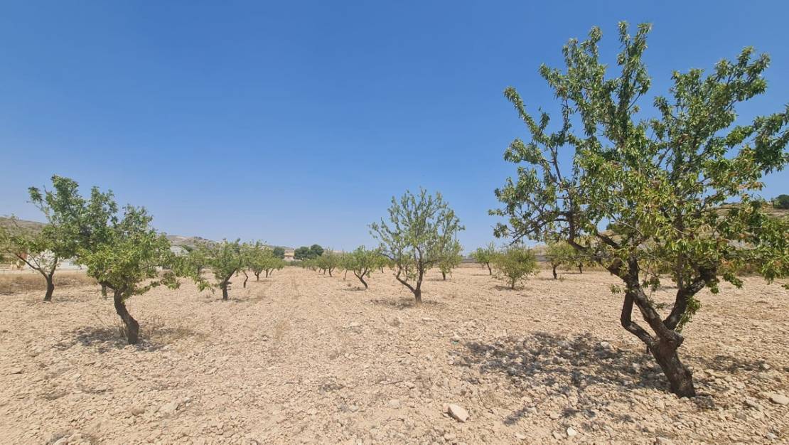 Venta - Land - Jumilla - Jumilla Centro