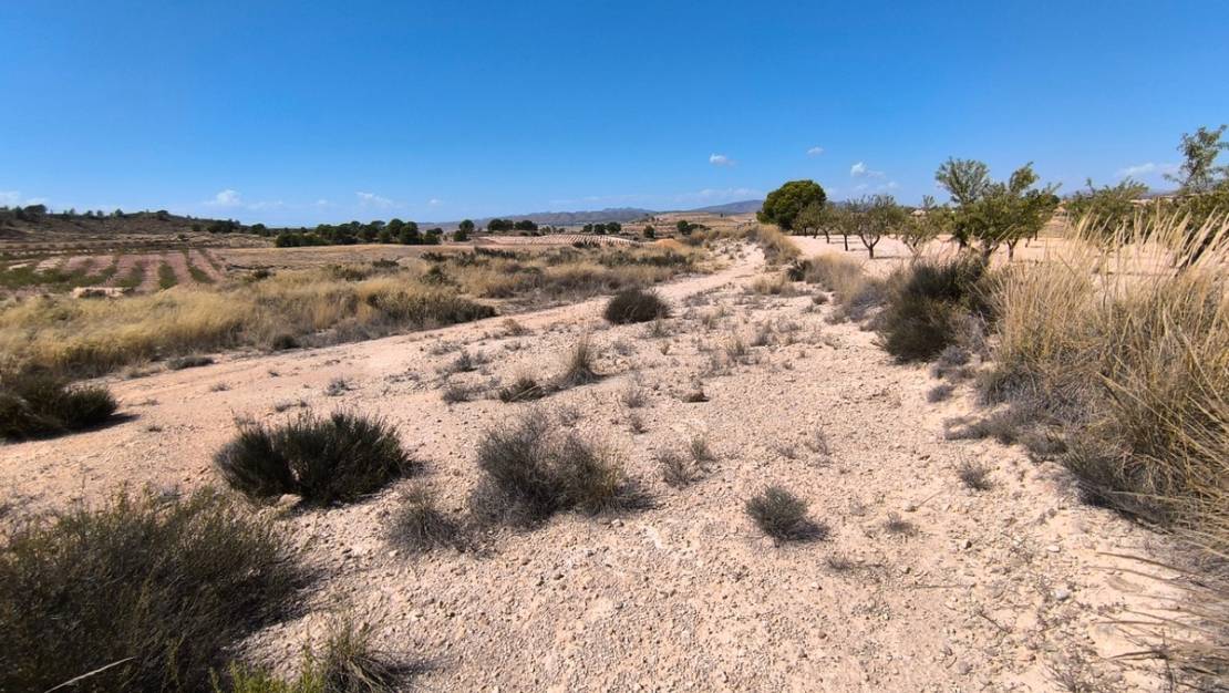 Venta - Land - Jumilla - Jumilla Centro