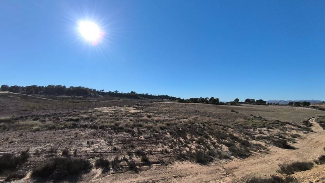 Venta - Land - Jumilla - Jumilla Centro