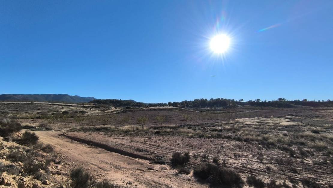 Venta - Land - Jumilla - Jumilla Centro