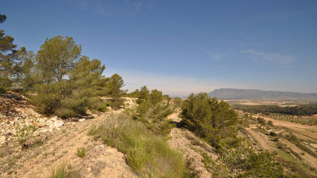 Venta - Land - Jumilla - La Zarza