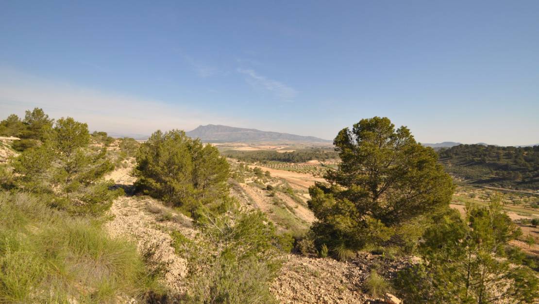 Venta - Land - Jumilla - La Zarza