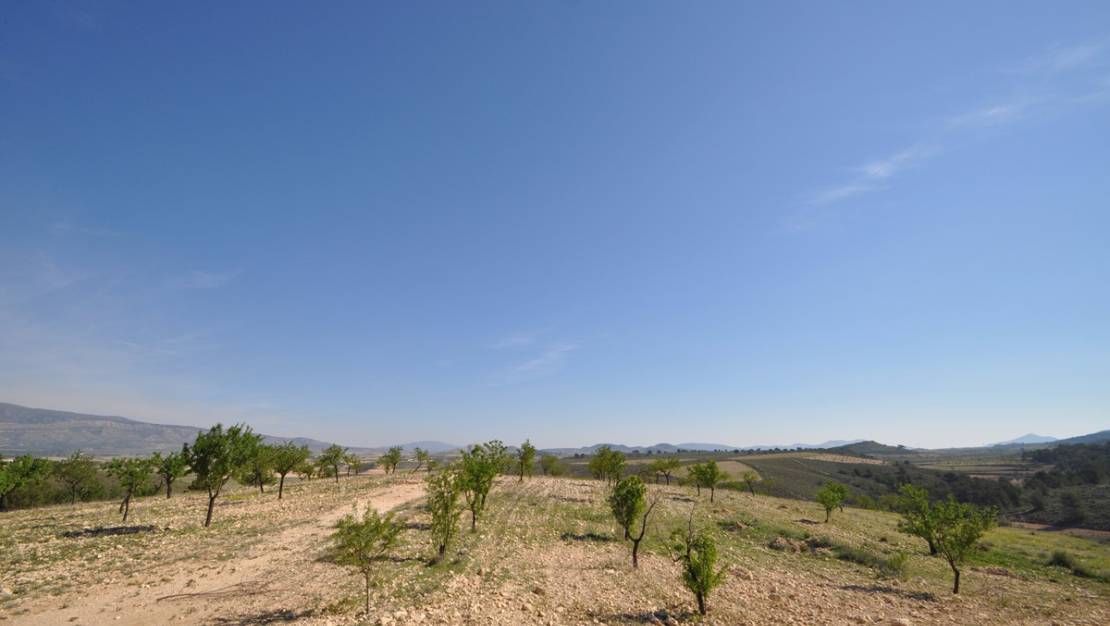 Venta - Land - Jumilla - La Zarza