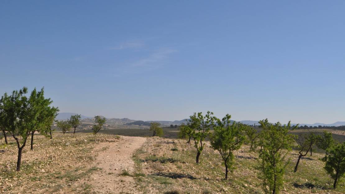 Venta - Land - Jumilla - La Zarza