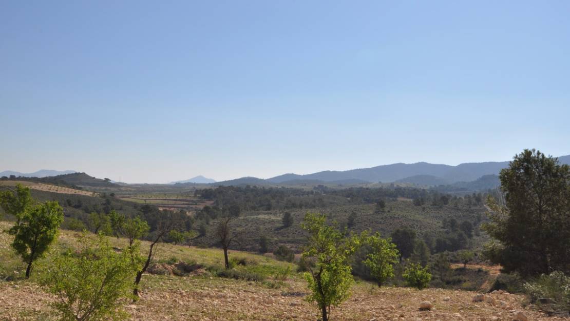 Venta - Land - Jumilla - La Zarza