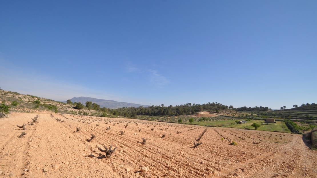 Venta - Land - Jumilla - La Zarza