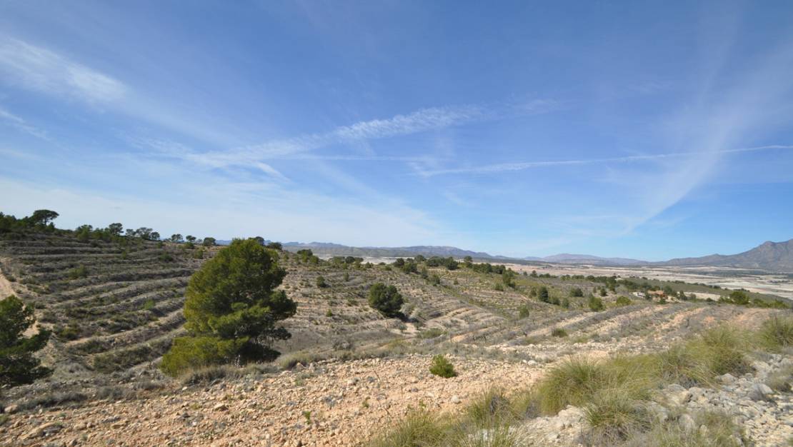 Venta - Land - Jumilla - La Zarza