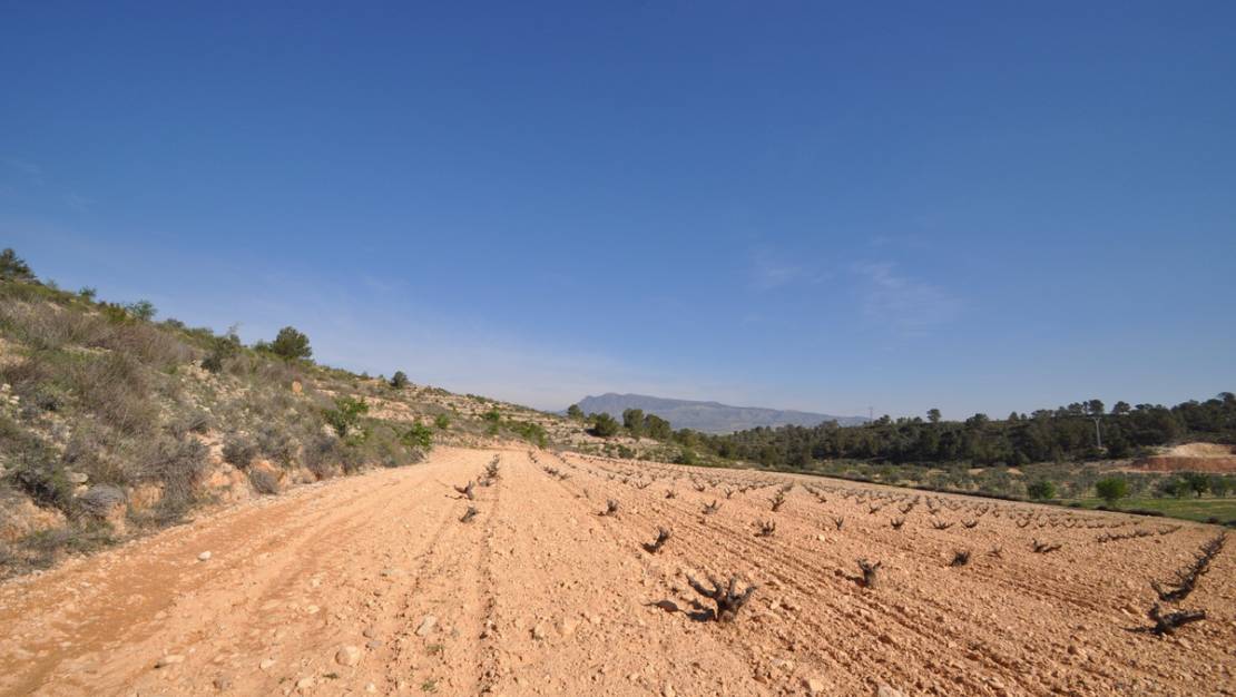 Venta - Land - Jumilla - La Zarza
