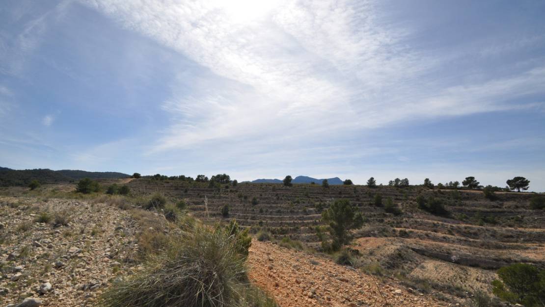 Venta - Land - Jumilla - La Zarza
