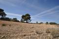 Venta - Land - Jumilla - La Zarza