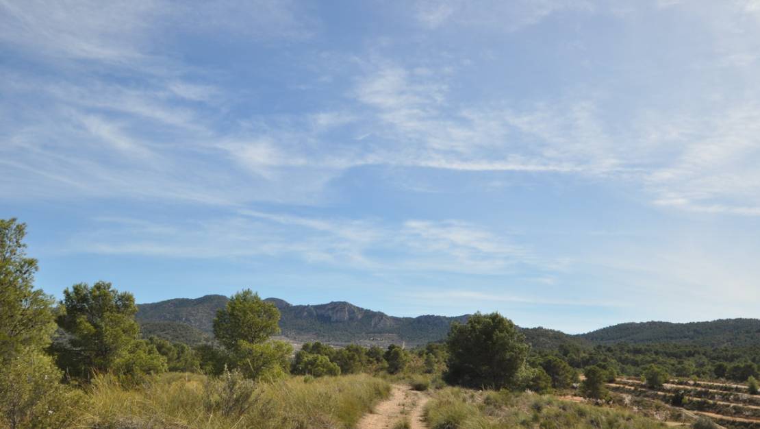 Venta - Land - Jumilla - La Zarza