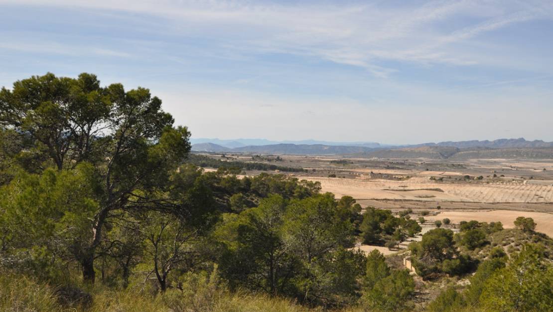 Venta - Land - Jumilla - La Zarza