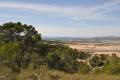 Venta - Land - Jumilla - La Zarza