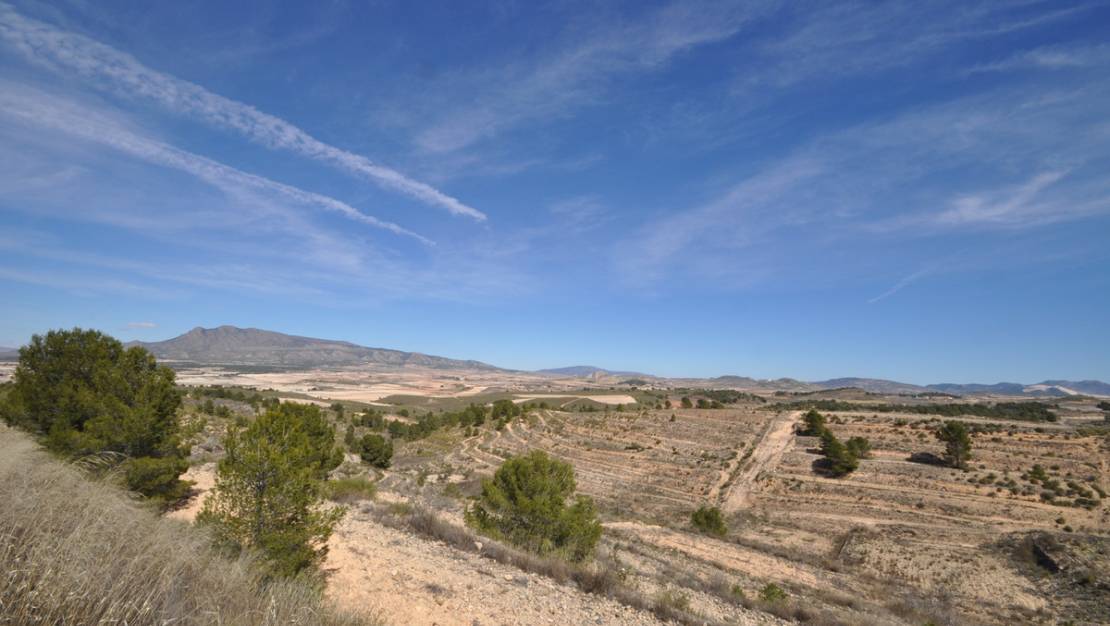 Venta - Land - Jumilla - La Zarza