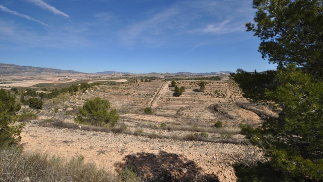 Venta - Land - Jumilla - La Zarza