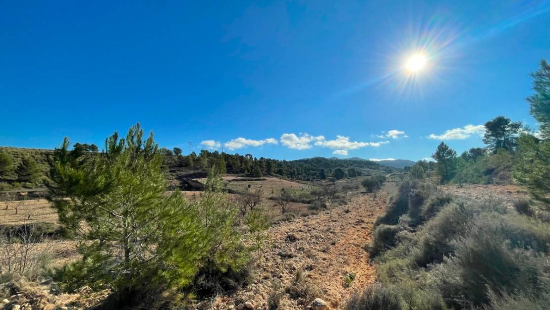 Venta - Land - Jumilla - La Zarza