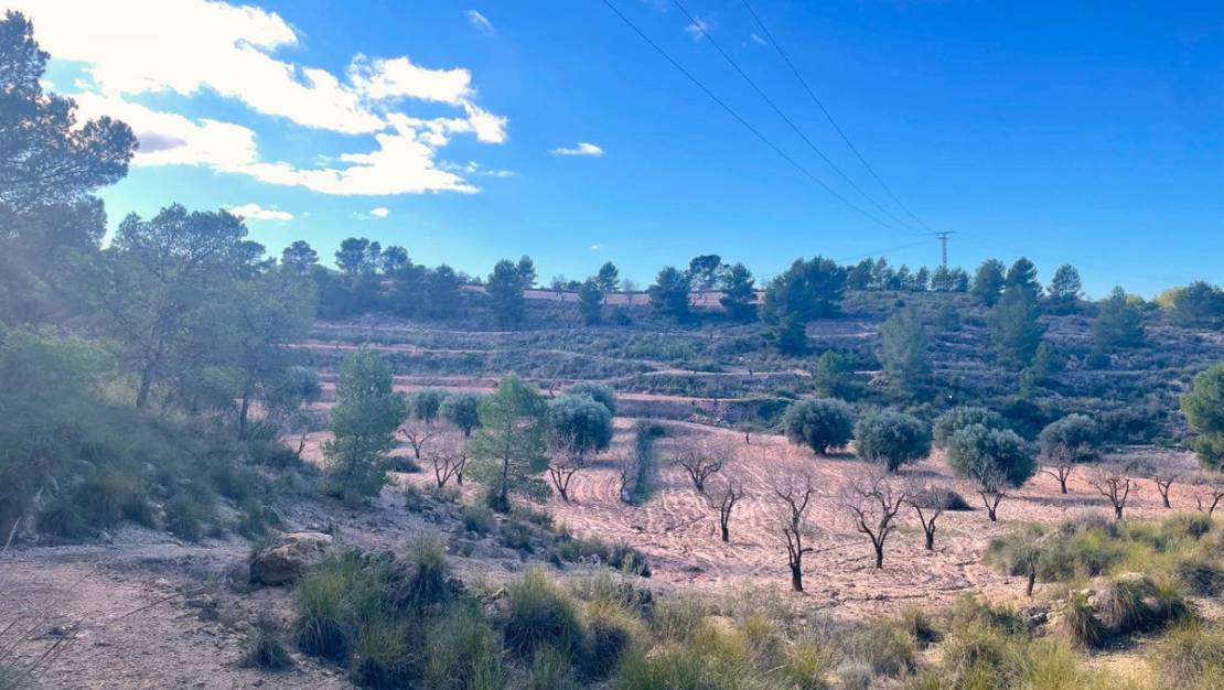 Venta - Land - Jumilla - La Zarza