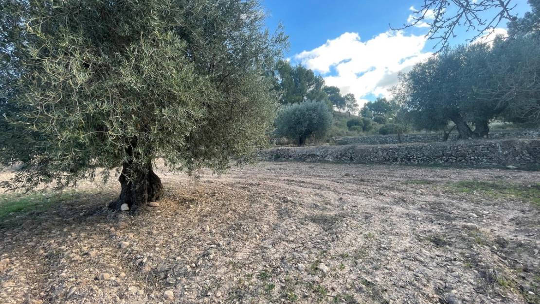 Venta - Land - Jumilla - La Zarza