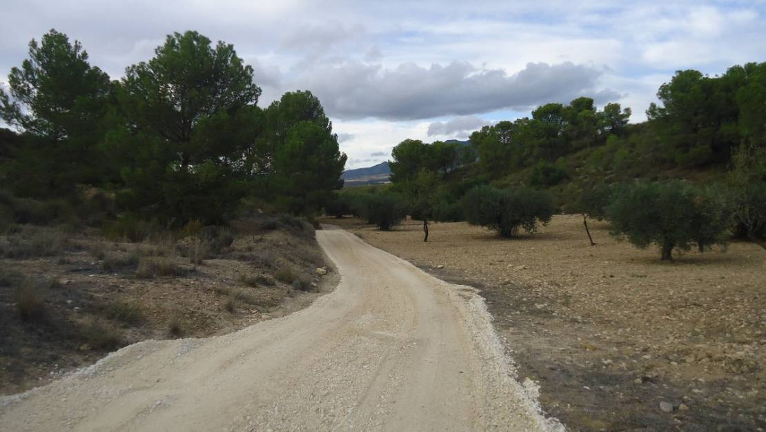 Venta - Land - Jumilla - La Zarza