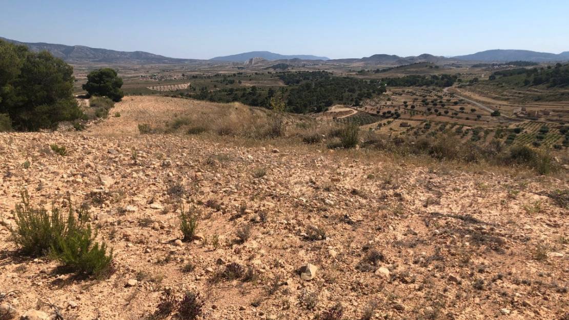 Venta - Land - Jumilla - La Zarza