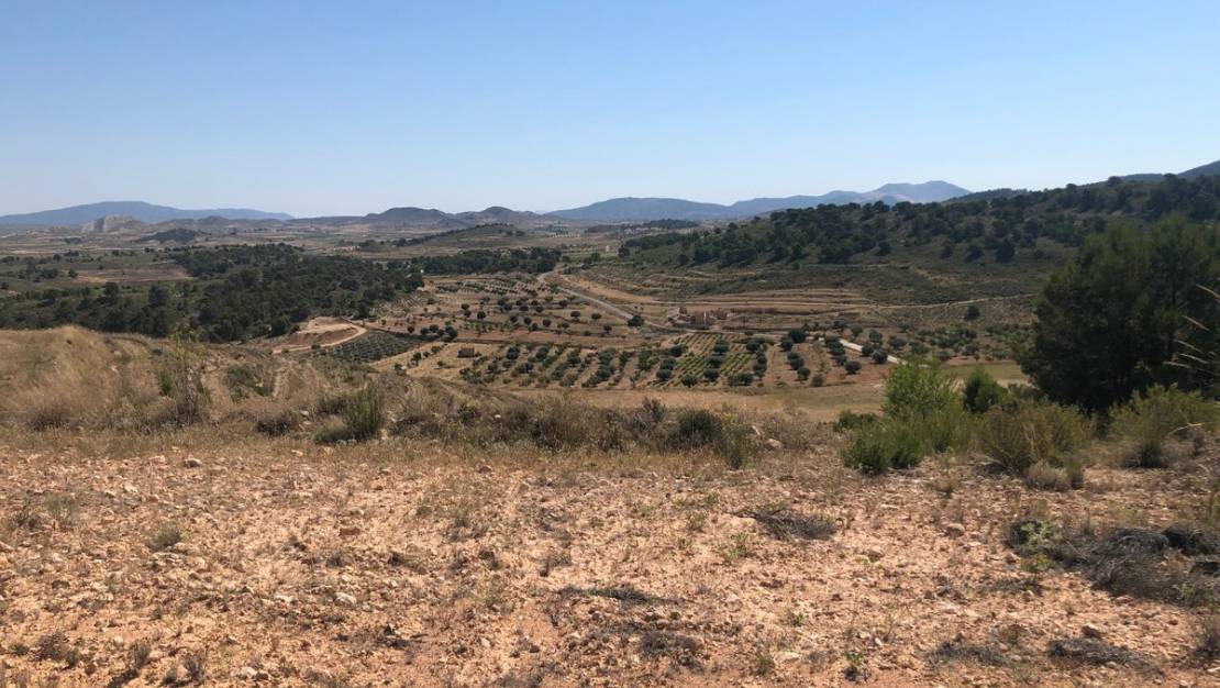 Venta - Land - Jumilla - La Zarza