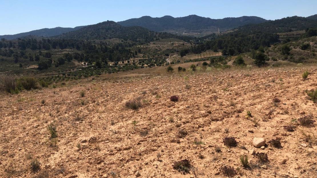 Venta - Land - Jumilla - La Zarza