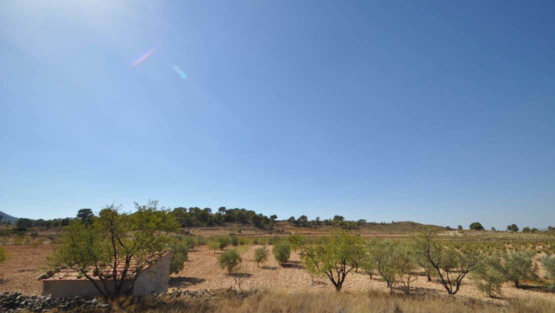 Venta - Land - Jumilla - Torre Del Rico