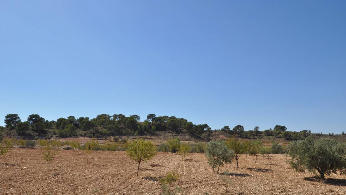 Venta - Land - Jumilla - Torre Del Rico