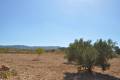 Venta - Land - Jumilla - Torre Del Rico