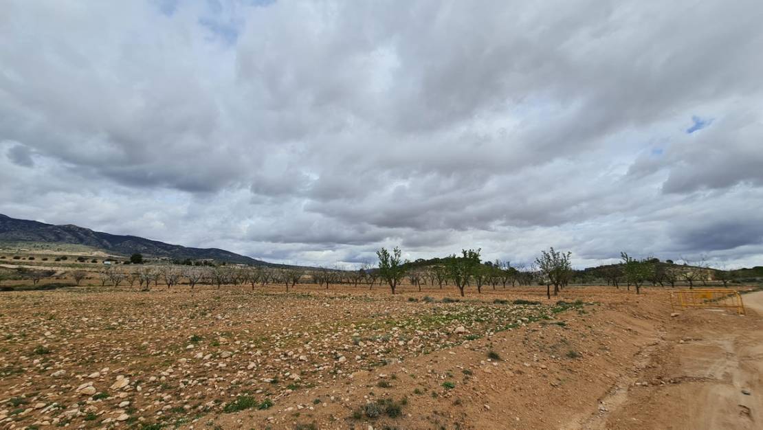 Venta - Land - Jumilla - Torre Del Rico