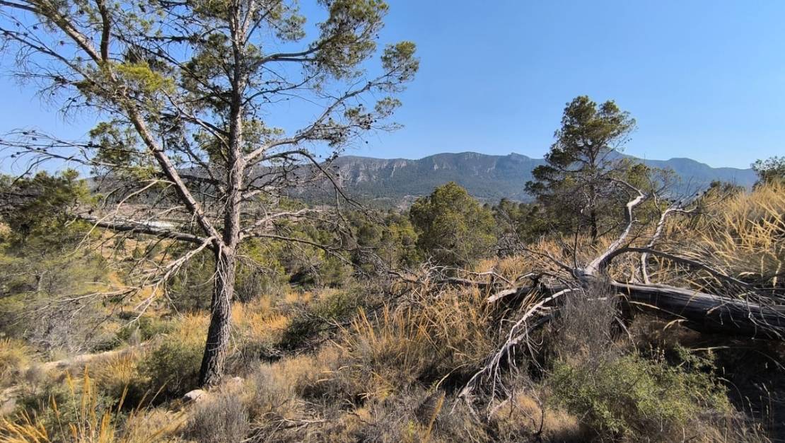Venta - Land - La Romana - La Romana Centro
