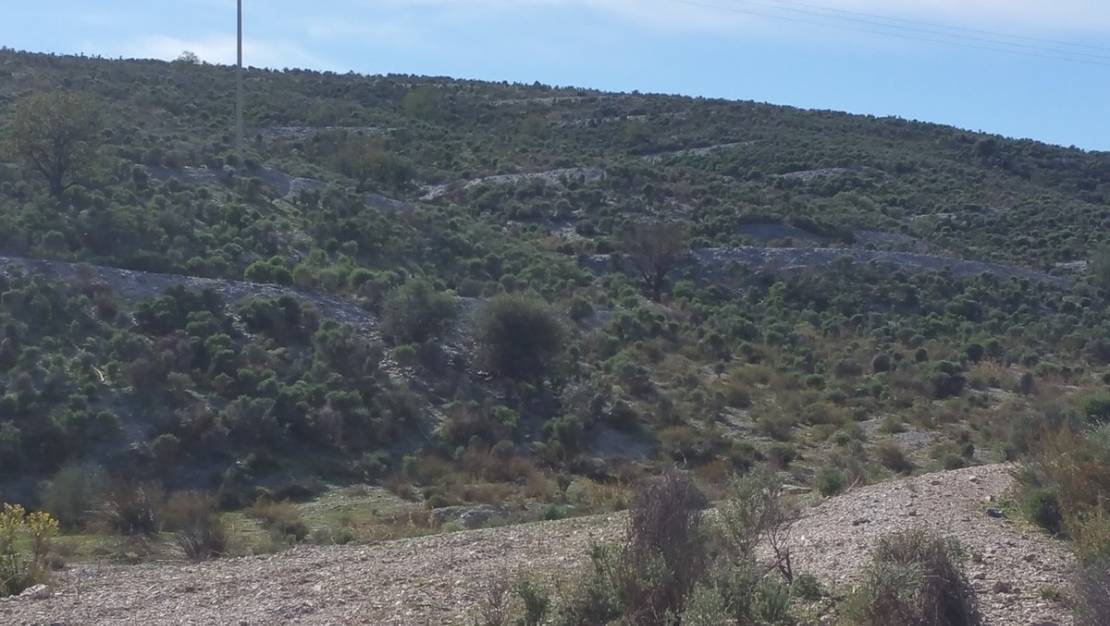 Venta - Land - Lorca - Lorca Centro