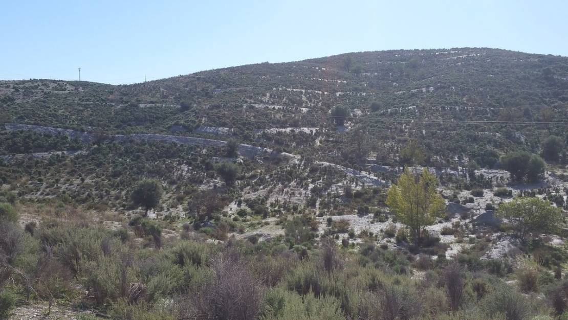 Venta - Land - Lorca - Lorca Centro